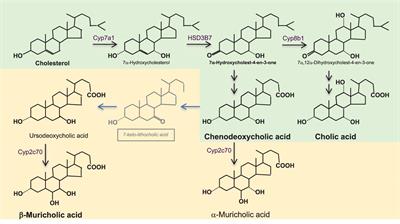 Ileal Bile Acid Transporter Inhibition for the Treatment of Chronic Constipation, Cholestatic Pruritus, and NASH